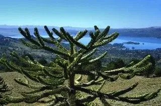 Araucaria araucana